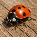Coccinelles asisatique